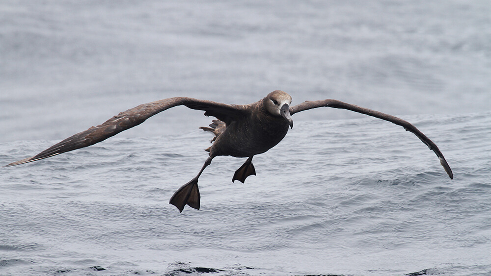 An albatross in flight