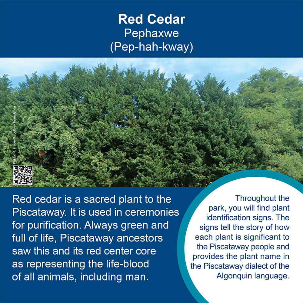 red cedar trees