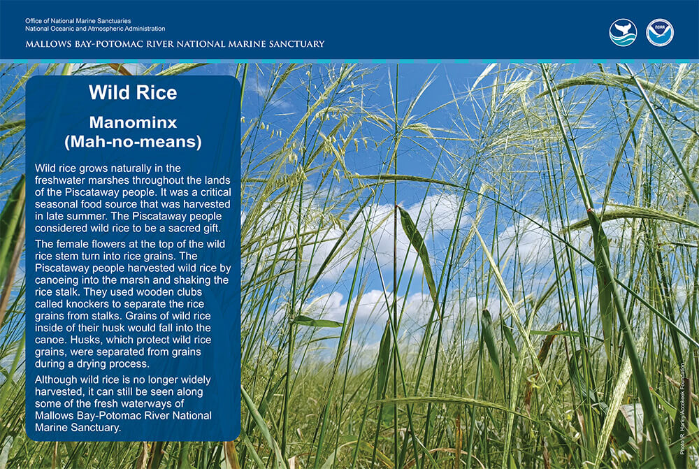 tall green wild rice plants