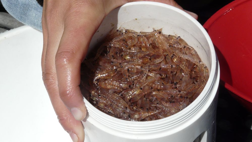 Person holding a bucket filled with krill