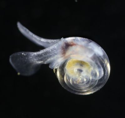 a healthy pteropod shell