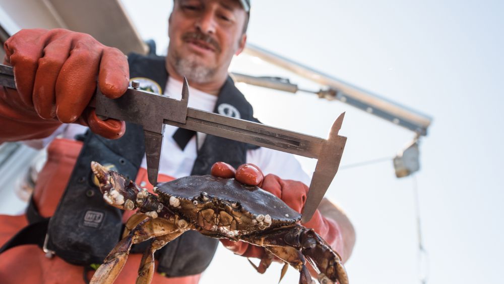 Researcher measuring a dungeness crab on a boat