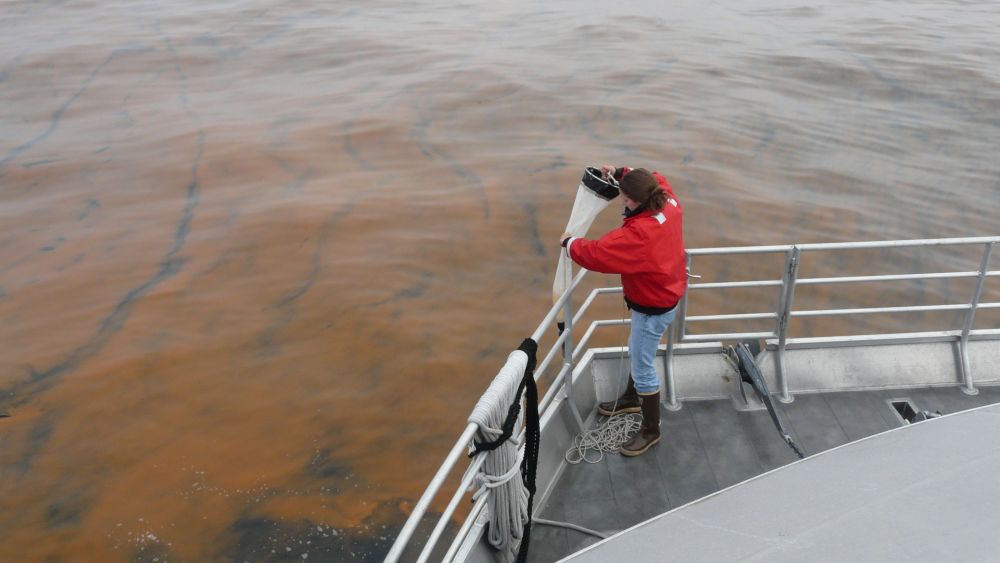 researcher collecting plankton samples