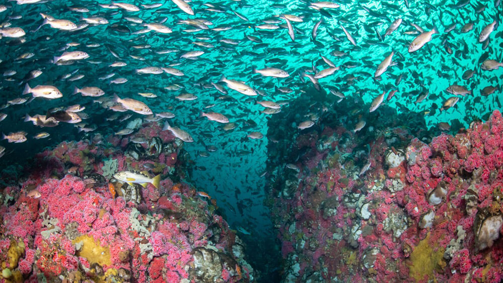 fish swarm around vibrant pink and prange corals