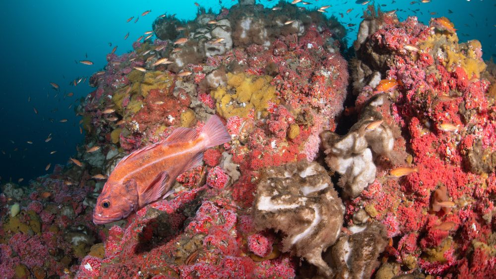 Marine sponges and strawberry anemones blanket the rocky reef structure at Cordell Bank.