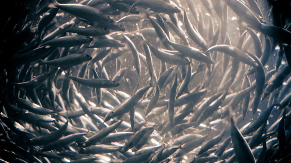 swirling schools of anchovies