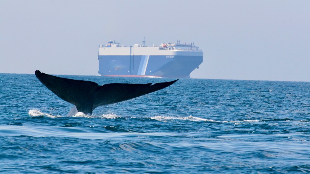 Ship and blue whale.