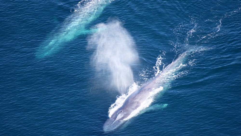 Two blue whales in Channel Islands National Marine Sanctuary.