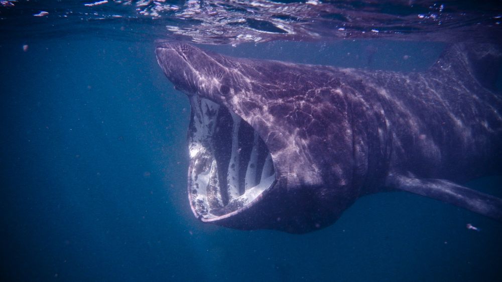 The average basking shark weighs 4.5 tonnes, but they can weigh up to 7 tonnes! They are one of
                            three filter-feeding sharks and eat small zooplankton.
