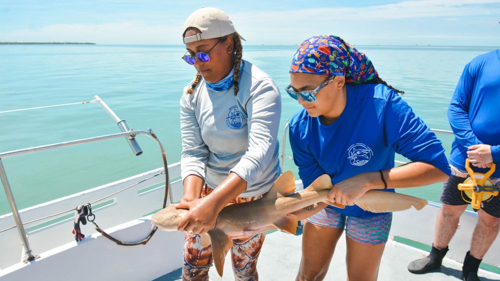 Dr. Nancy Foster Scholar, Jaida Elcock, and her colleague, Amani Webber-Schultz at Field School carefully
                            handle a small nurse shark (Ginglymostoma cirratum) that was caught and released after a quick
                            scientific work-up.