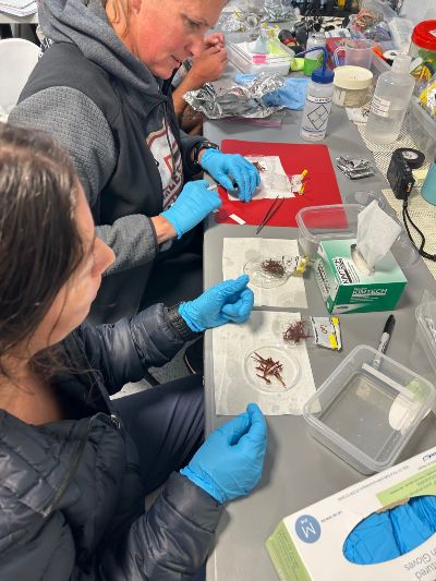 scientists researching alga species