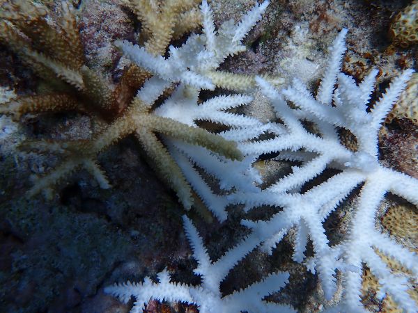 a branching coral that is mostly white in color