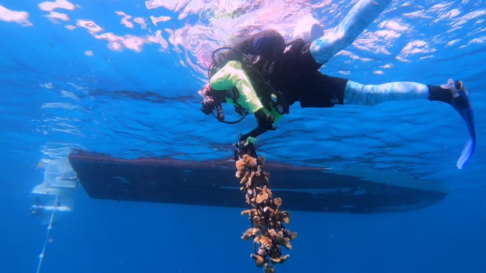 A diver just under the water's surface and nearing a boat while holding a rope with coral fragments.