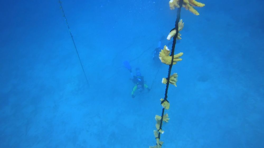 A coral rope in the foreground underwater and divers at the sea floor below.