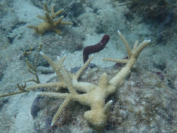 a branching coral that is pale yellow in color with white tips