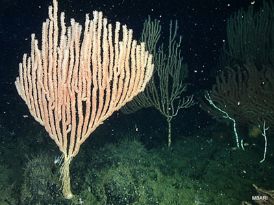 Coral on ocean floor