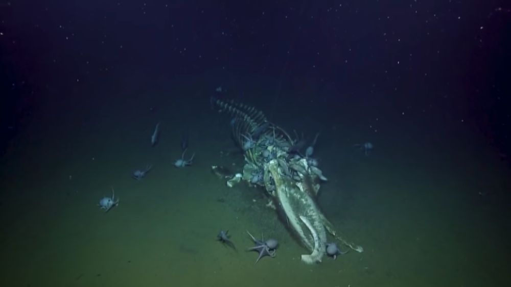 Many octopuses surround a whale carcass laying on the seafloor.