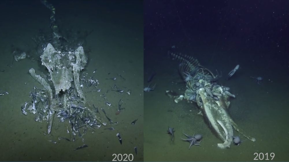 A side by side comparison of a whale carcass on the seafloor showing 2019 versus 2020. The
                            2019 image has many larger scavengers such as octopus, while the 2020 image shows the carcass more
                            decomposed.