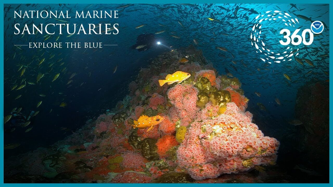 Fish swarm around vibrant corals