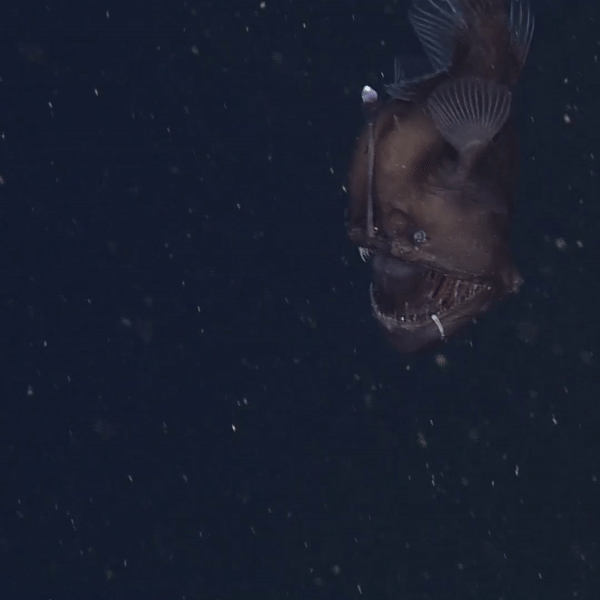 animation of female deep-sea anglerfish swimming downward