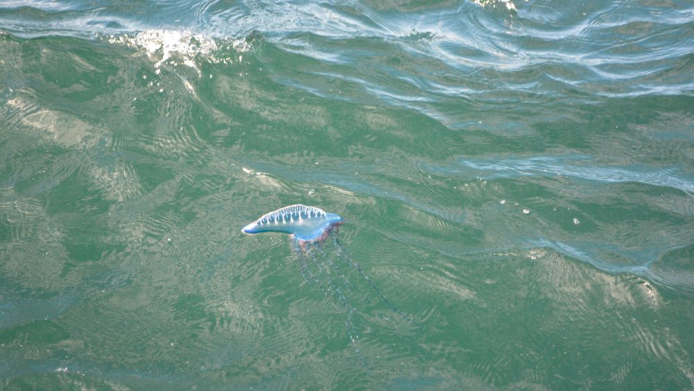 The Portuguese man o’ war in the water