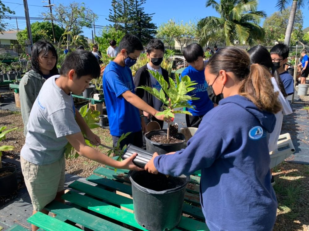 Students at Kaimuki Middle School (Kaimuki, Oʻahu) participated in planting ʻulu trees, which they
                            later harvested and cooked into delicious ʻulu fries!