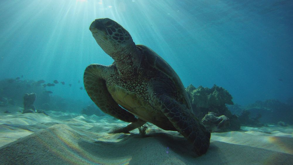 A green sea turtle rests just above the seafloor while rays of sunshine illuminate the water.