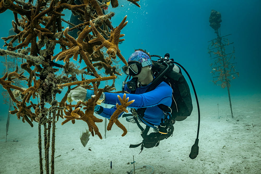 a diver tends to a coral nursery in the water column