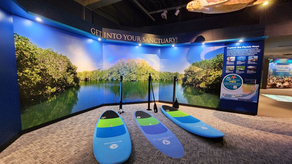 three paddleboards with paddles in front of an exhibit panel with a large photo of a canal surrounded by mangroves