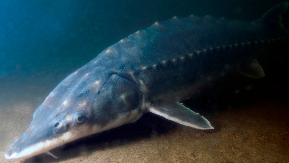 Atlantic sturgeon underwater