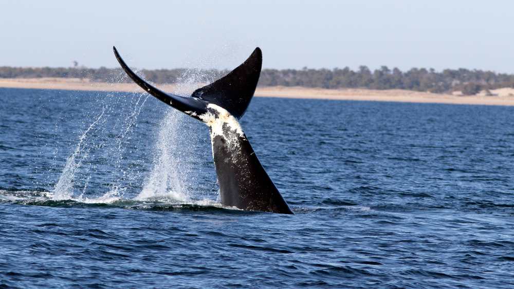 Right whale's peduncle and fluke that shows entanglement damage