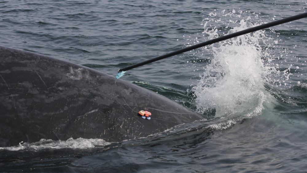 Humpback whale being tagged