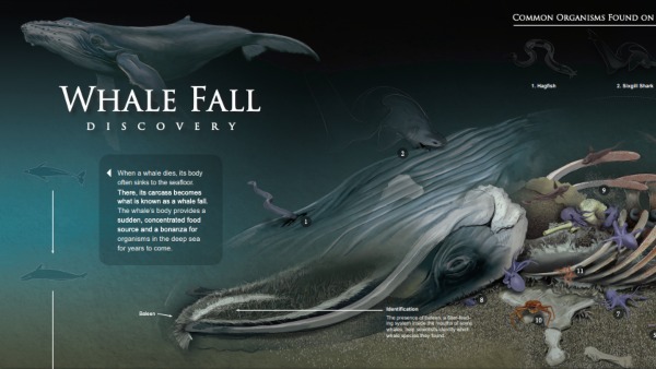 A skeleton of a large whale on the seafloor covered with various types of marine life.