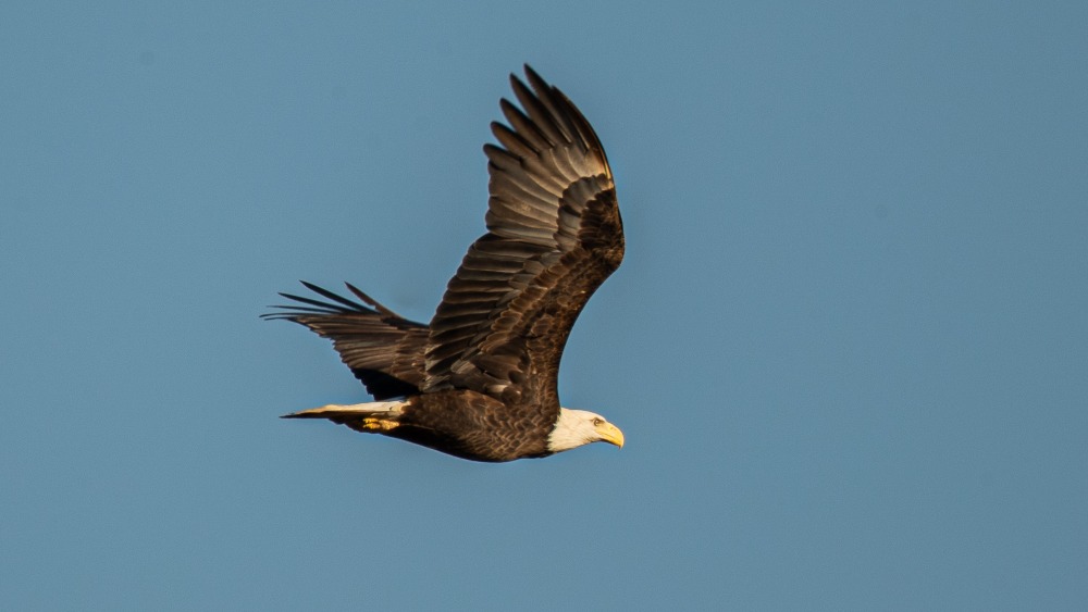 A bald eagle flying in the air.