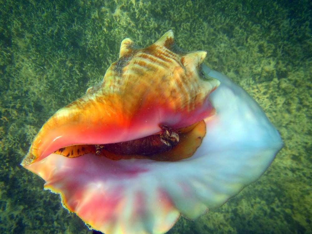 A large swirling shell with a pink interior lip