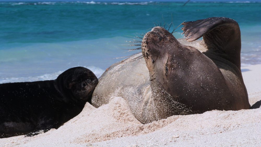 a seal rests on its back on the beach