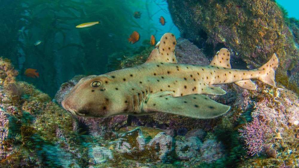 A small tan shark with black spots swims over the reef