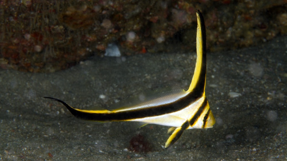 A small black and white striped fish with a very long dorsal fin