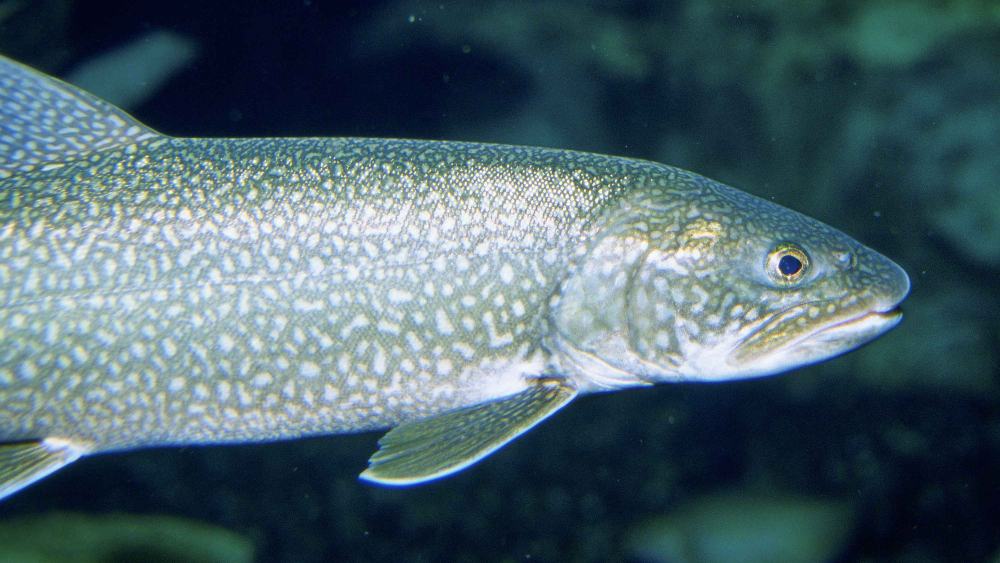 An elongated and rounded gray fish with white speckles