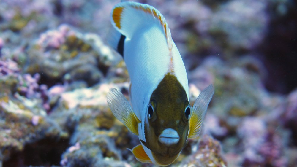 A white tropical fish with brown markings on the face