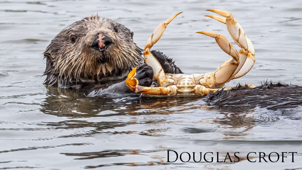 A hairy mammal holds a crab while drifting in the ocean
