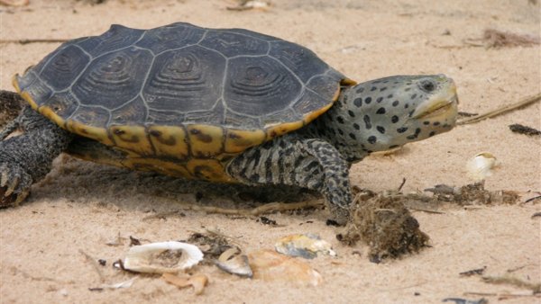 A turtle with spotted skin walks on sand