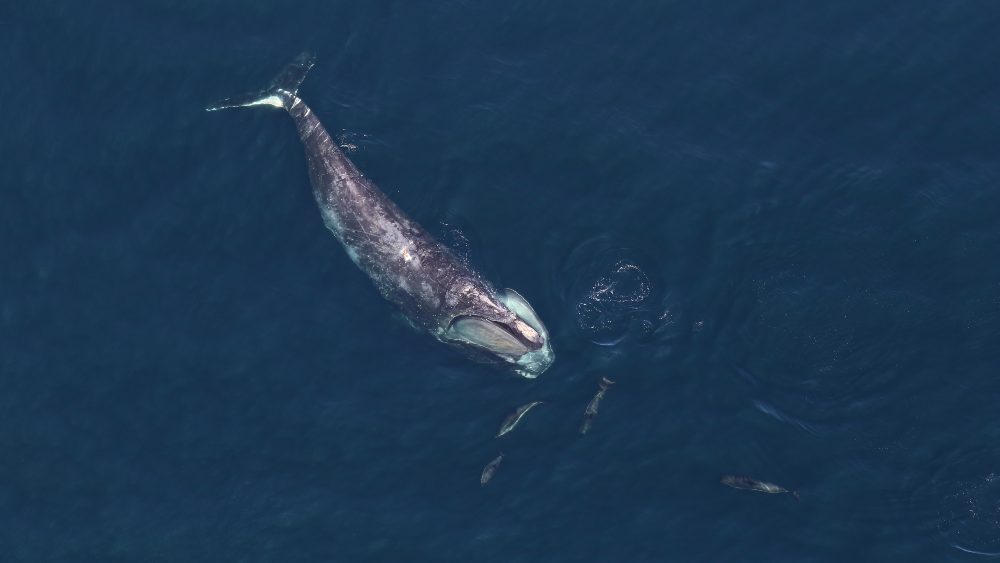 An aerial photo of a large whale, surrounded by four much smaller cetaceans