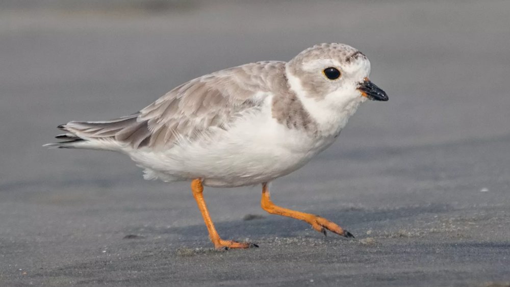 A small and squat bird with a short beak on the beach