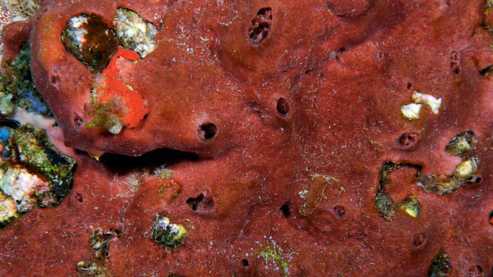 A veneer of a brick red sponge grows in an encrusting pattern on the reef