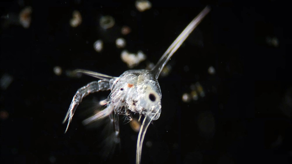a translucent crab larvae viewed through a microscope with a tail and some spiky projections