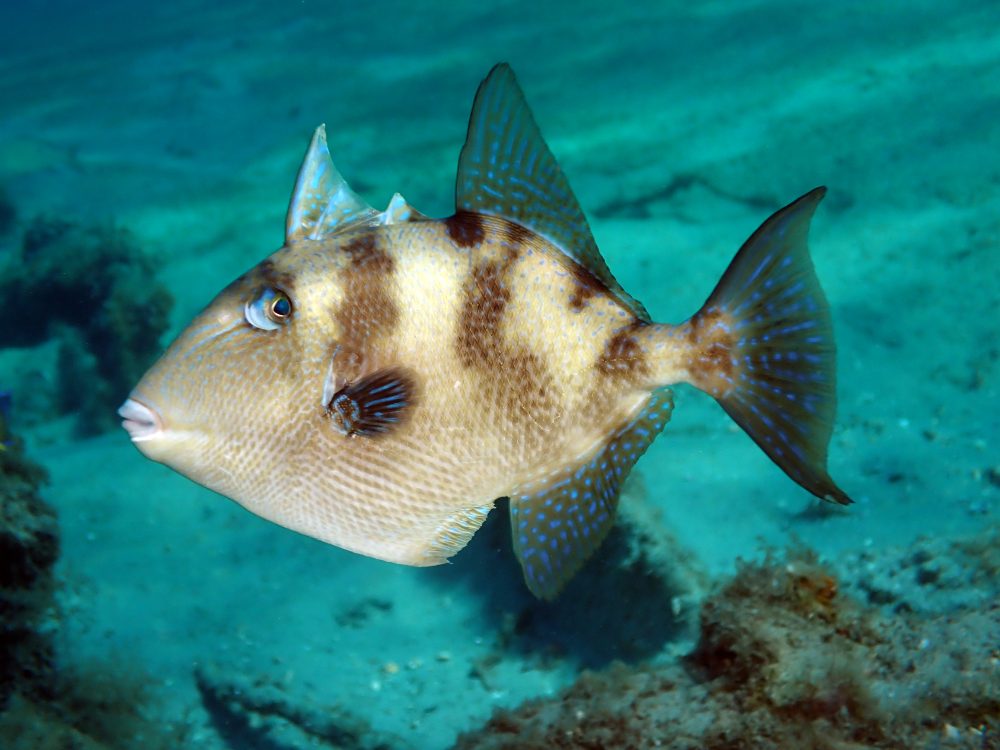 A tropical fish in the shape of a spade, with mottled gray-brown scales