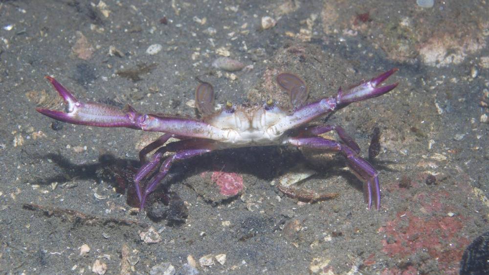 A purple crab with arms stretched wide