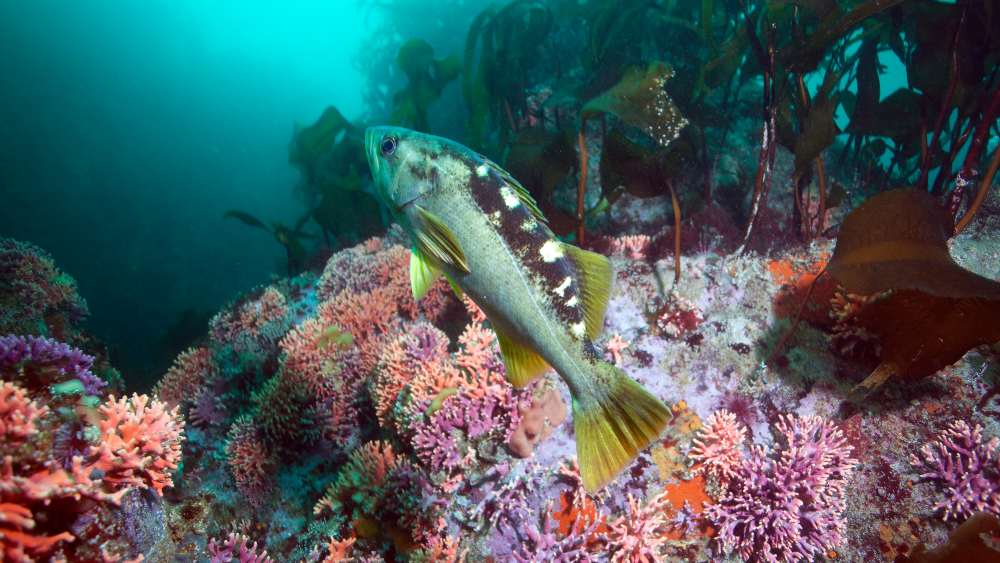 A yellow and mottled fish in a reef environment