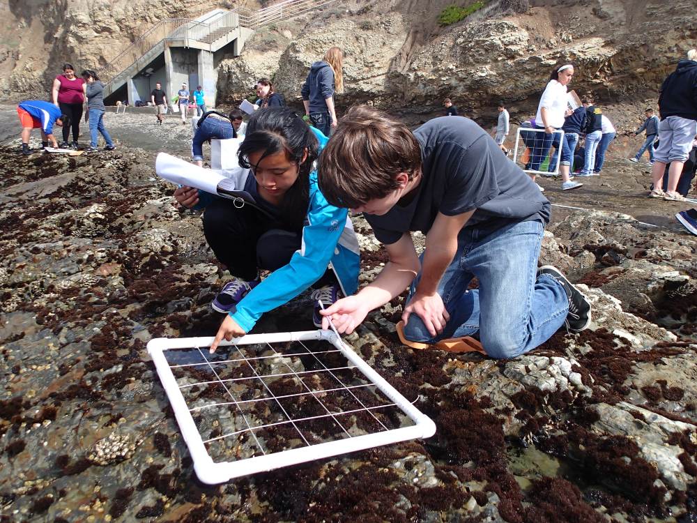 Young people kneel on a rocky shoreline while looking at a quadrat and recording data onto a datasheet